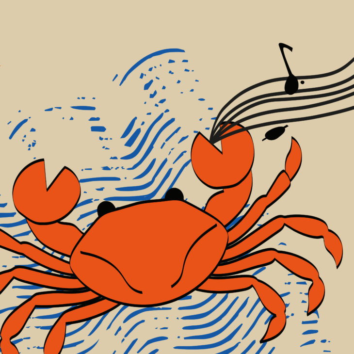 crabe-violoiniste